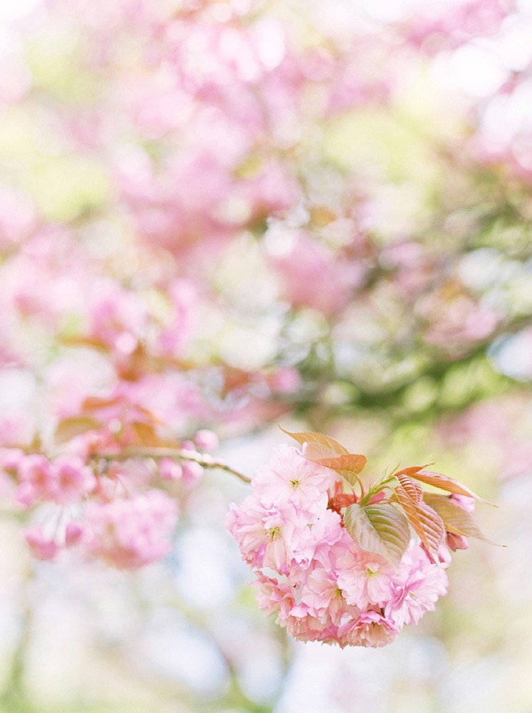 Cherry Blossoms UK Film Photographer_0001