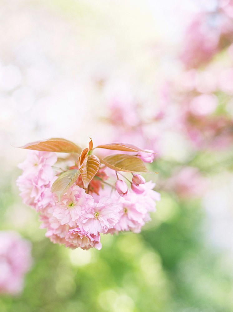 Cherry Blossoms UK Film Photographer_0002