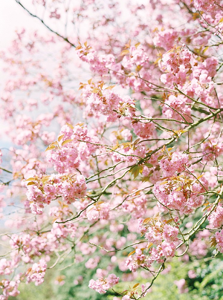 Cherry Blossoms UK Film Photographer_0008