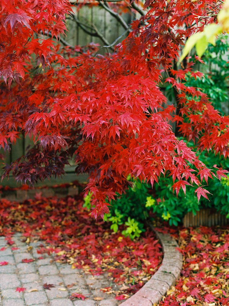 Autumn colours on film_0011